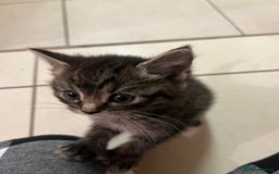 Mixed Breed cats for sale: Adorable mixed breed kittens  - Advert 30