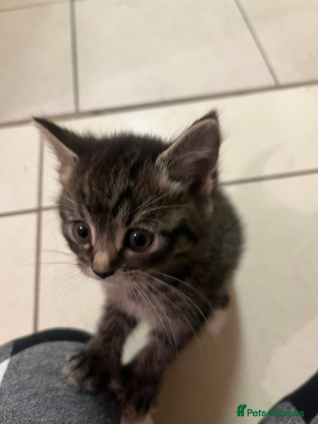 Mixed Breed cats for sale: Adorable mixed breed kittens  - Advert 30