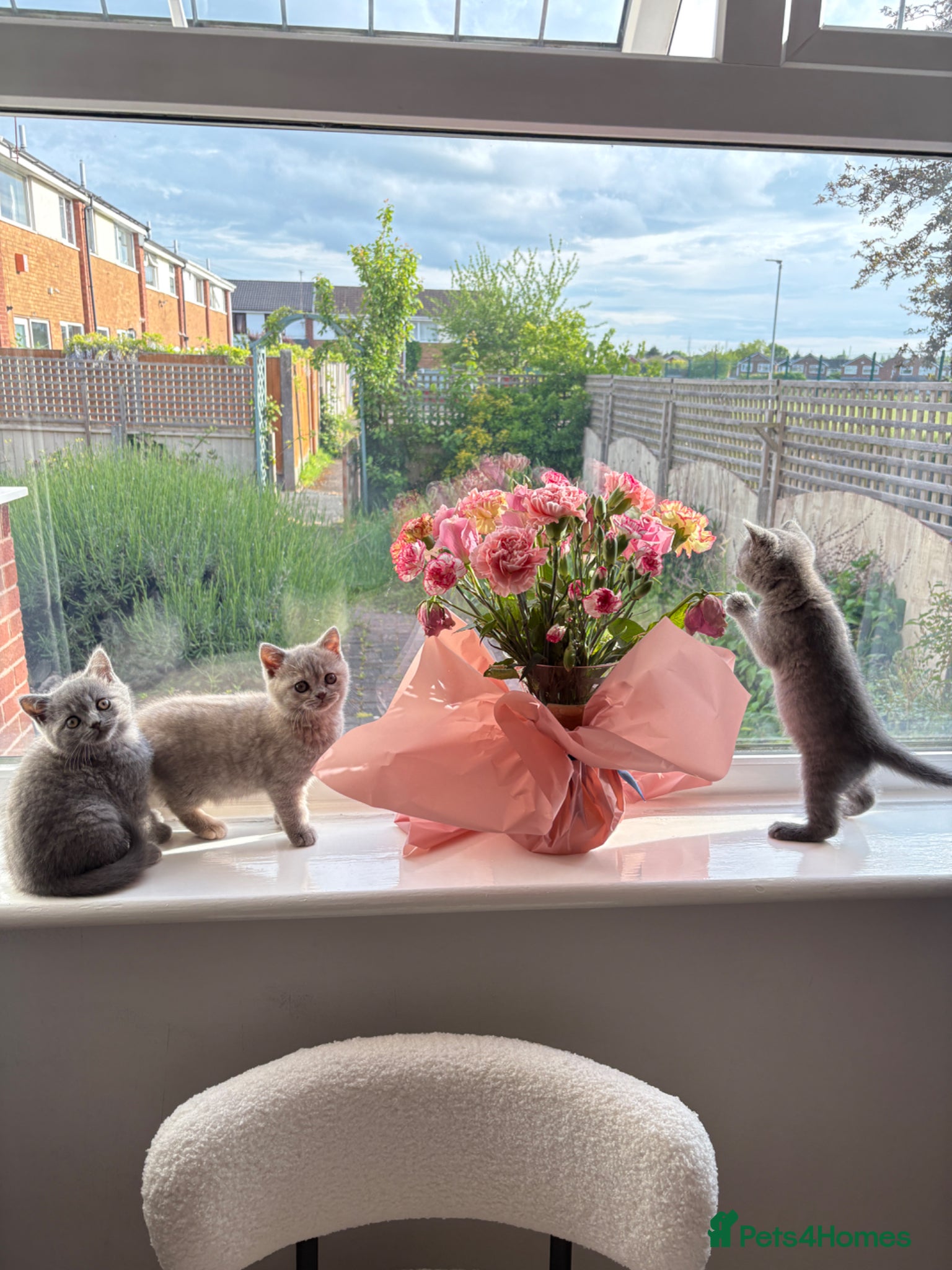 British Shorthair cats 8 week old British Shorthair kittens available  - Advert 1
