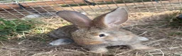 Continental Giant rabbits for sale: Lovely continental giant babies  - Advert 1