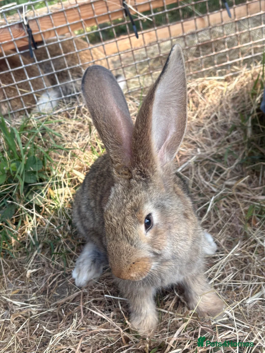 Continental Giant rabbits for sale: Lovely continental giant babies  - Advert 1