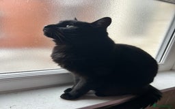 Mixed Breed cats for sale: Female cat for adoption  - Image 2