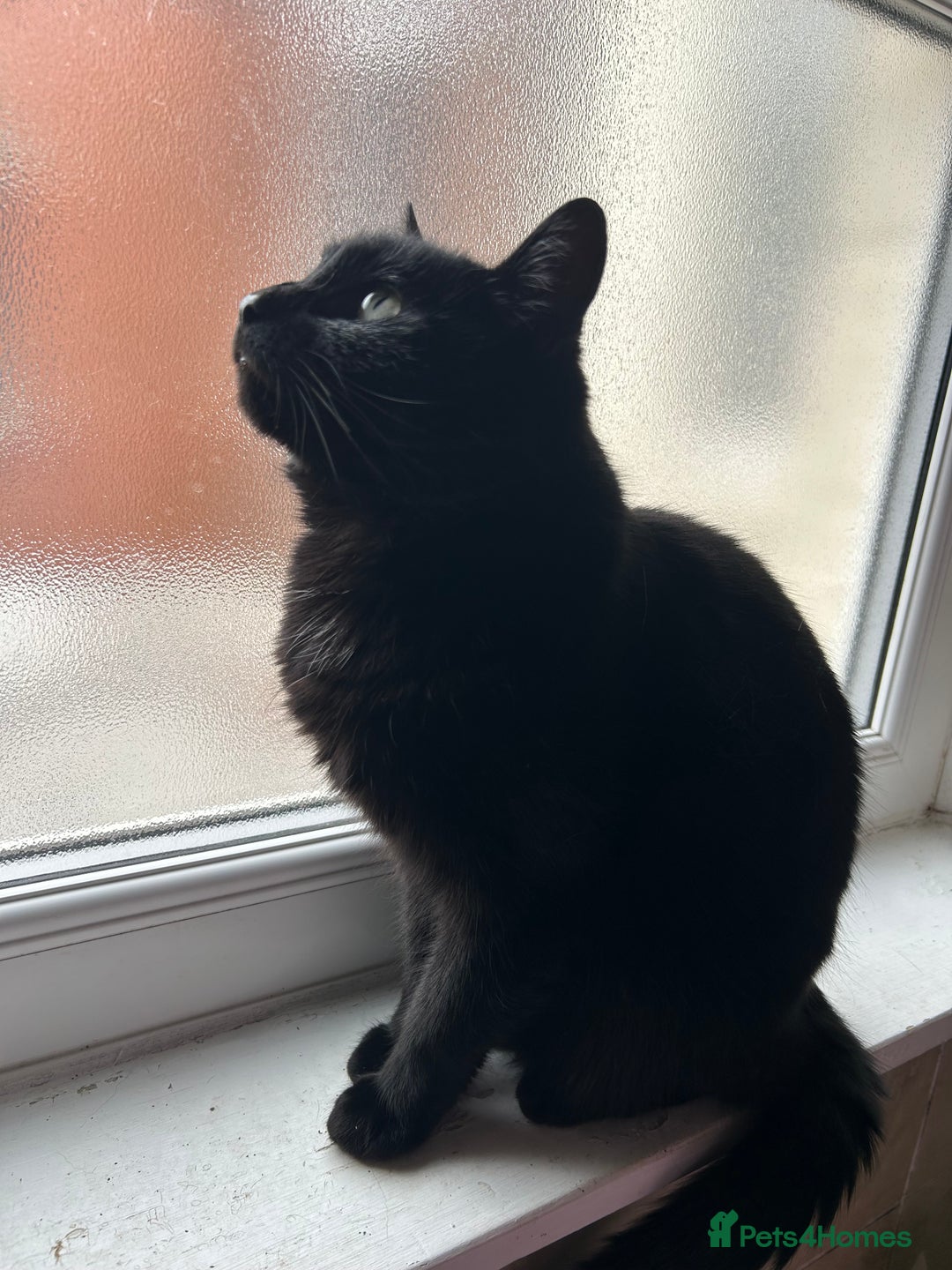 Mixed Breed cats for sale: Female cat for adoption  - Image 2