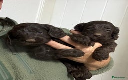 Cockapoo dogs for sale: Stunning F1 Cockapoo Pups - Image 6