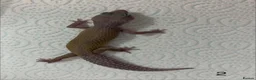 Leopard Gecko reptiles for sale: Baby leopard geckos £40 to £60 - Advert 3