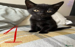Mixed Breed cats for sale: 3 black and white kittens for sale  - Image 6