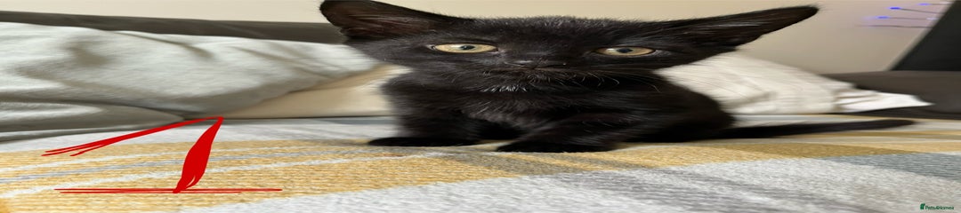 Mixed Breed Kitten 1