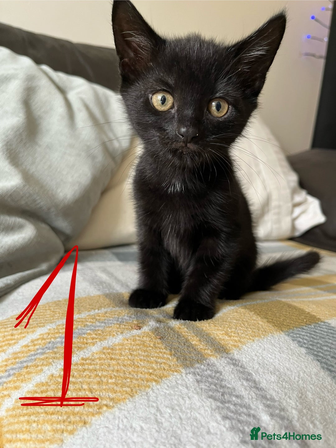 Mixed Breed cats for sale: 3 black and white kittens for sale  - Image 6