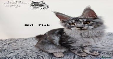 Maine Coon cats Stunning 100% Maine coon TICA REGISTERED  - Advert 13