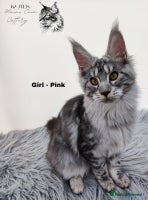 Maine Coon cats Stunning 100% Maine coon TICA REGISTERED - Advert 8