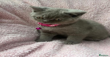 British Shorthair cats - Advert 6