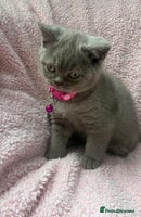 British Shorthair cats - Advert 6