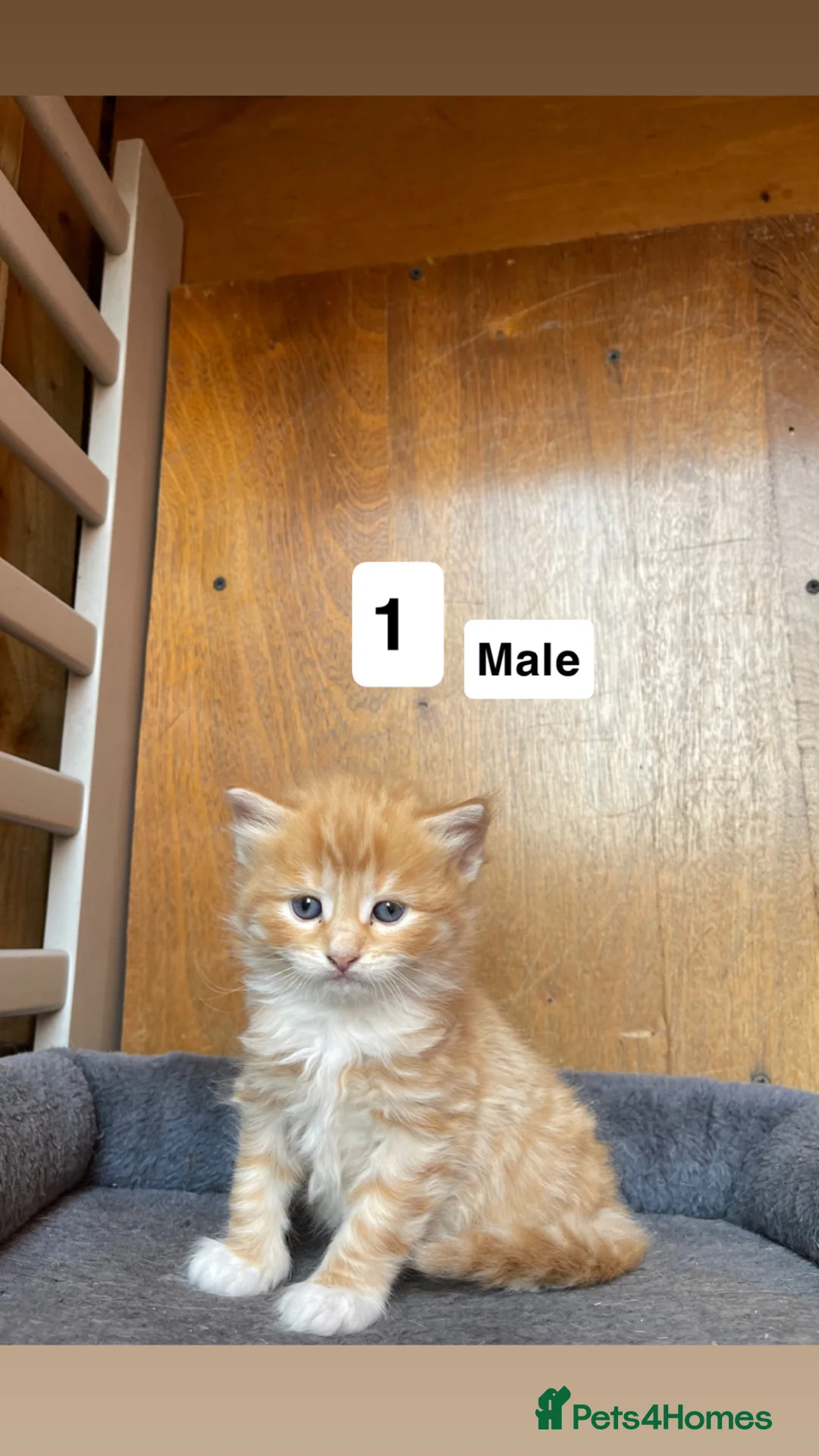 Mixed Breed cats for sale: 5 kittens looking for a loving home  in Birmingham - Advert 2