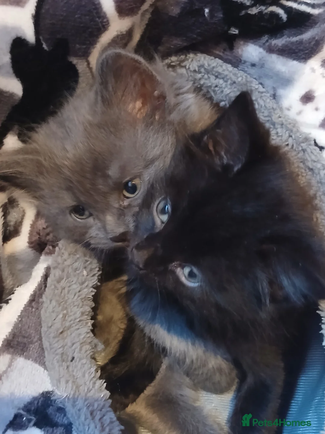 British Shorthair cats for sale: Beautiful British Shorthair Kittens  - Advert 2