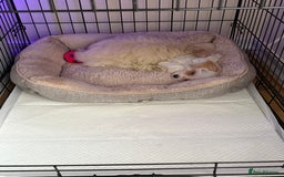 Maltese dogs for sale: Maltese puppies Honey and Skye - Image 5