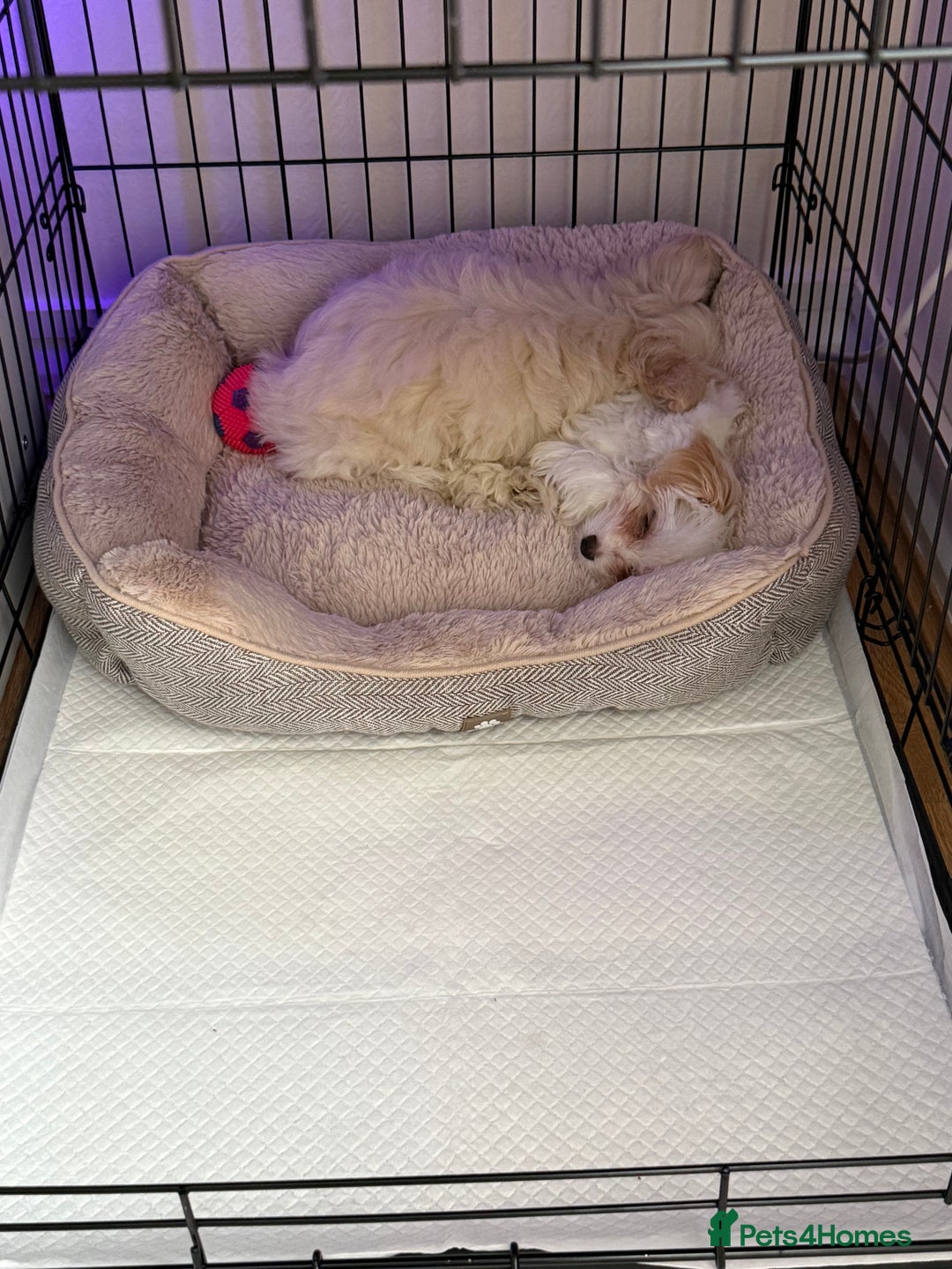 Maltese dogs for sale: Maltese puppies Honey and Skye - Image 5