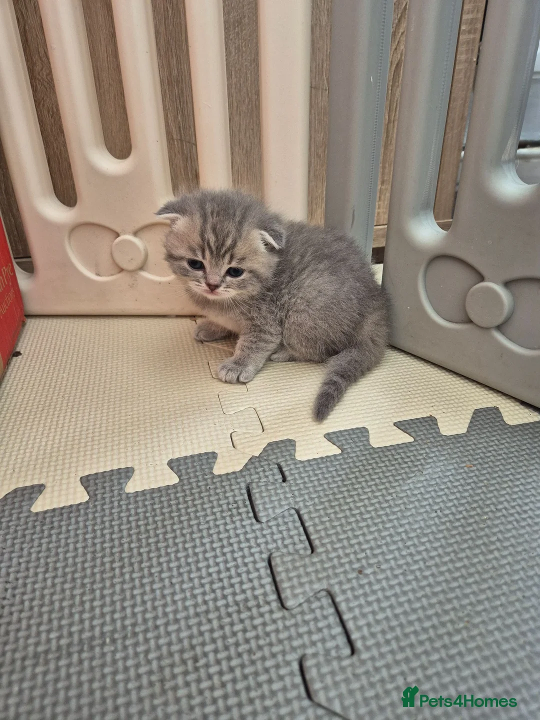 Scottish Fold cats for sale: Scottish Fold Kittens  - Advert 12