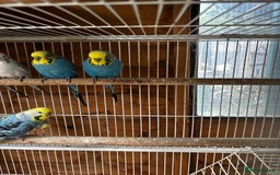 Budgerigars birds for sale: Adult budgies  - Image 2