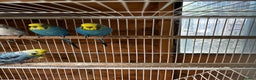 Budgerigars birds for sale: Adult budgies  - Advert 1
