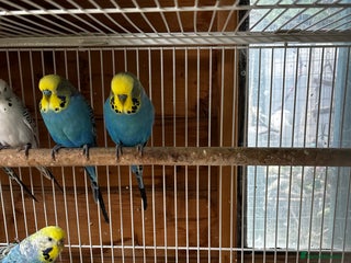 Budgerigars birds Adult budgies - Advert 20