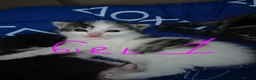 Mixed Breed cats for sale: mixed breed kittens - Advert 9