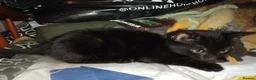 Mixed Breed cats for sale: Last female kitten for sale - Advert 5