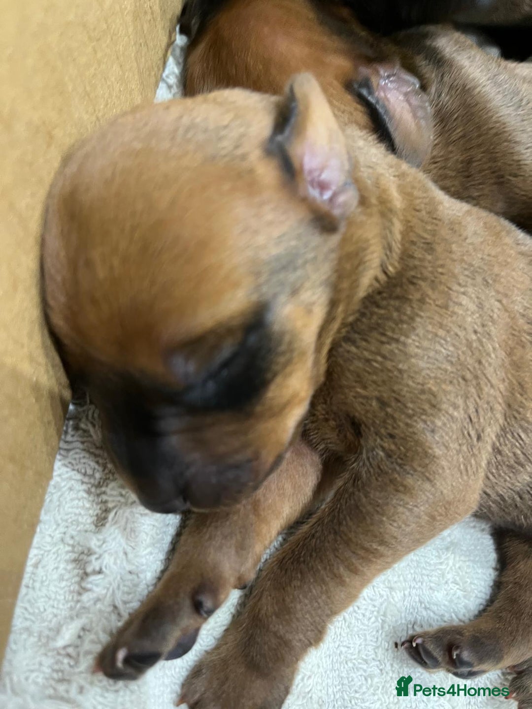 Rhodesian Ridgeback dogs for sale: * CUTENESS ALERT * READY END OF JANUARY - Advert 8