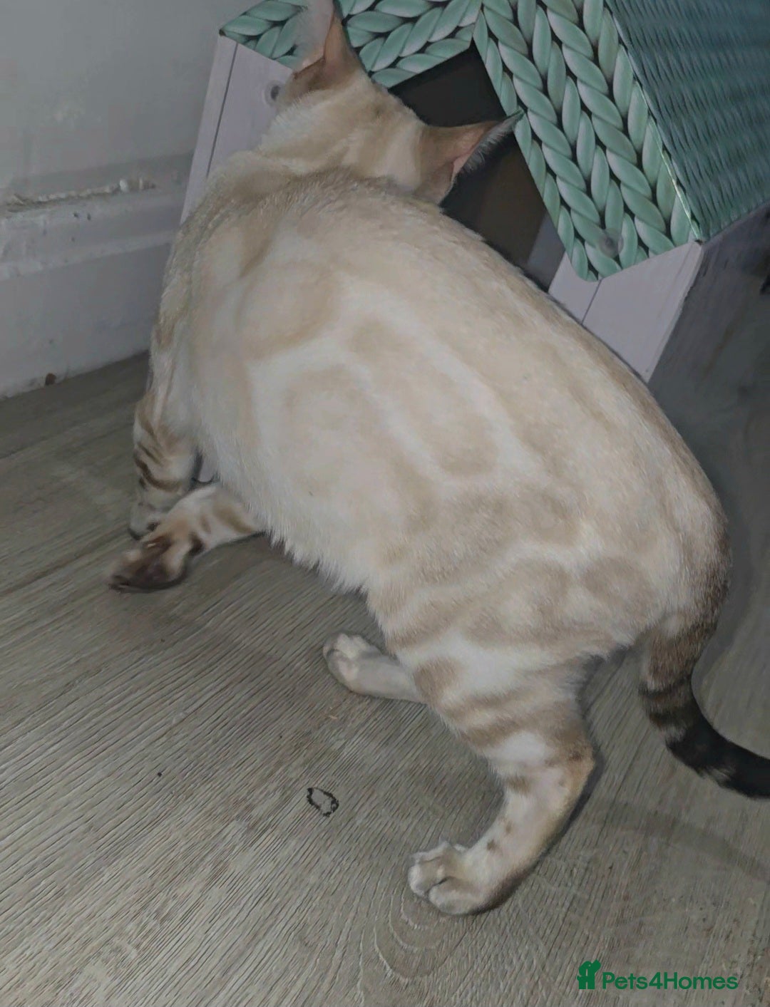 Bengal cats for sale: 6th Gen Pedigree clouded glitter snow Bengal girl - Advert 3