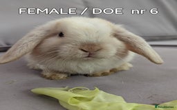Mini Lop rabbits for sale: CUTE MINI-LOPS - Image 16