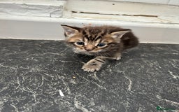 Mixed Breed cats for sale: Maine coon x kittens  - Image 5