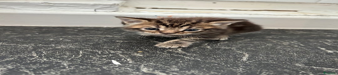 Mixed Breed Kitten 1