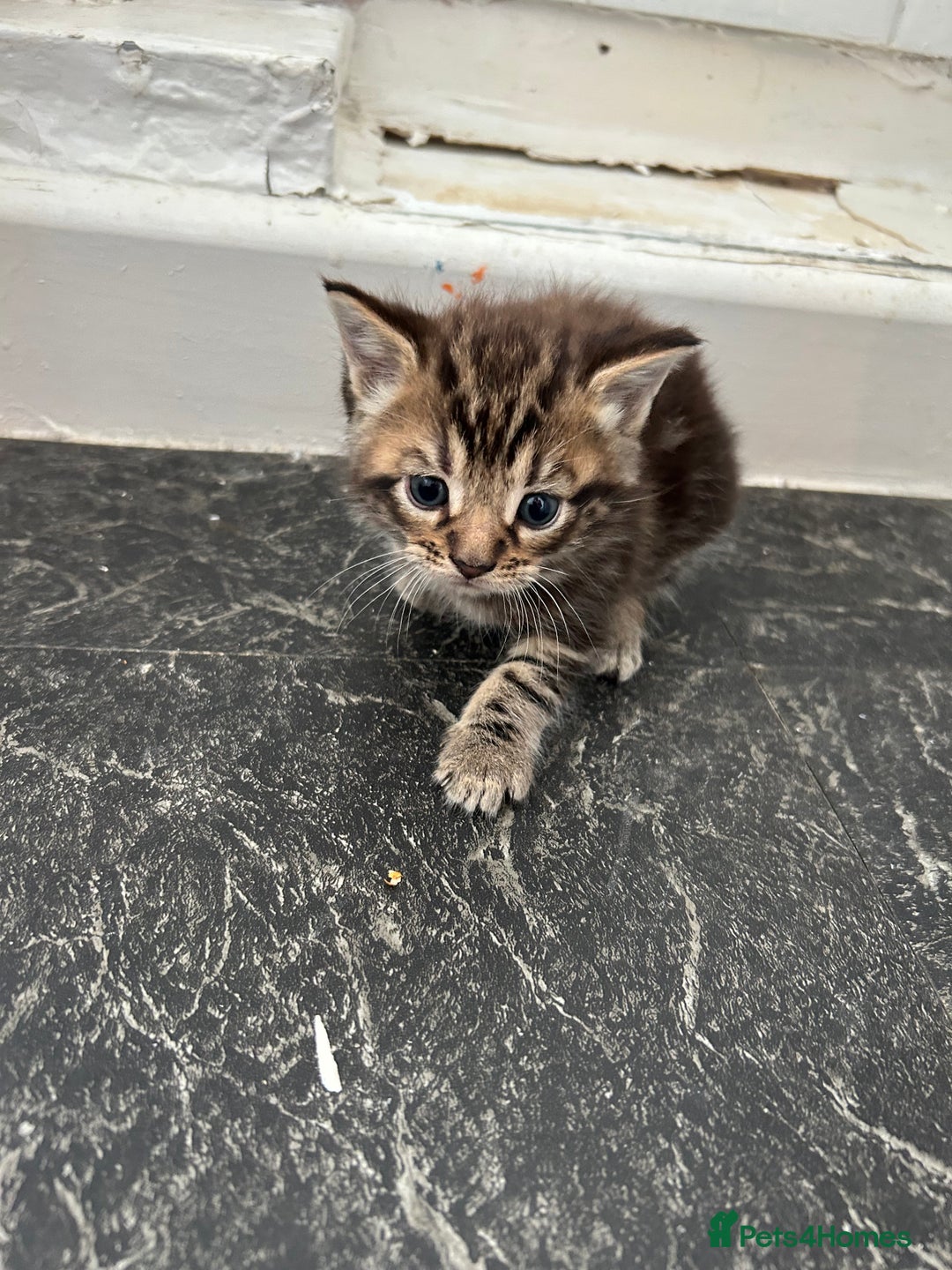 Mixed Breed cats for sale: Maine coon x kittens  - Image 5
