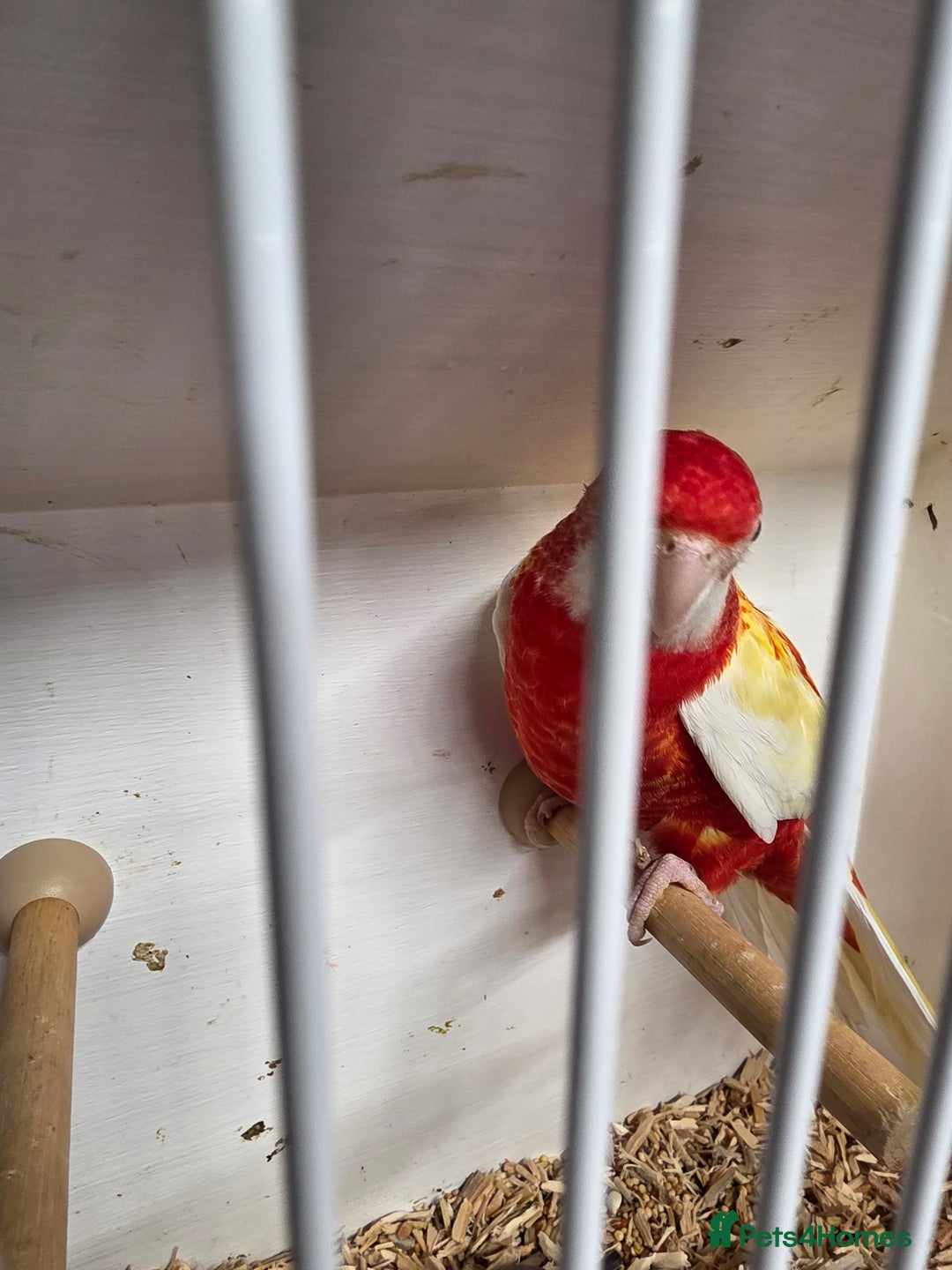 Parakeets birds for sale: Rosellas  - Advert 4