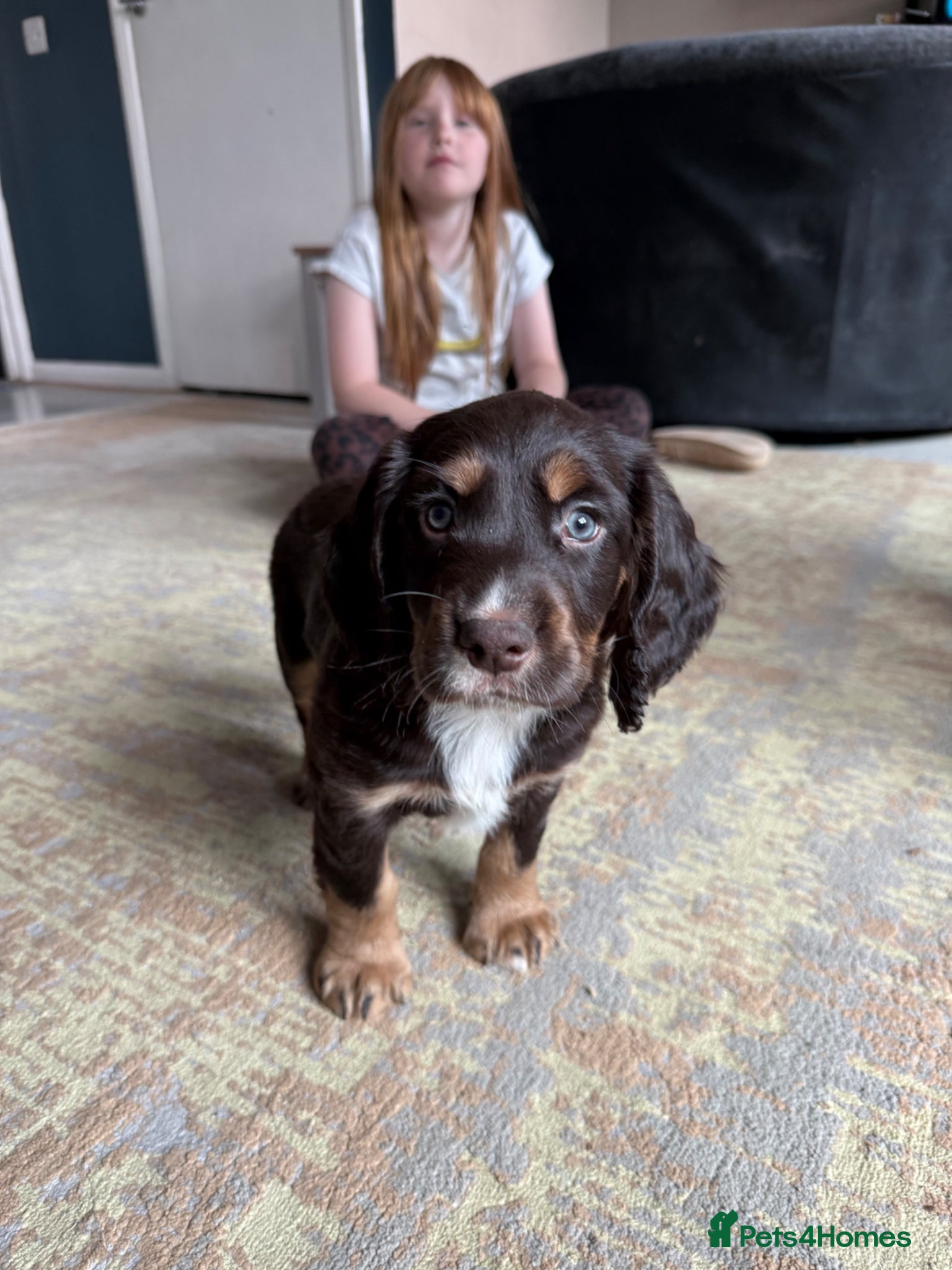 Cocker Spaniel dogs Beautiful spaniels  - Advert 16