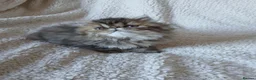 Exotic cats for sale: EXQUISITE GCCF PERSIAN EXOTIC BABIES - Advert 32