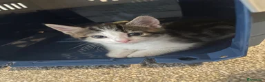 Female kitten 3