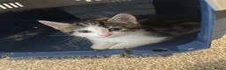 Mixed Breed cats for sale: 4 beautiful kittens ready now - Advert 13