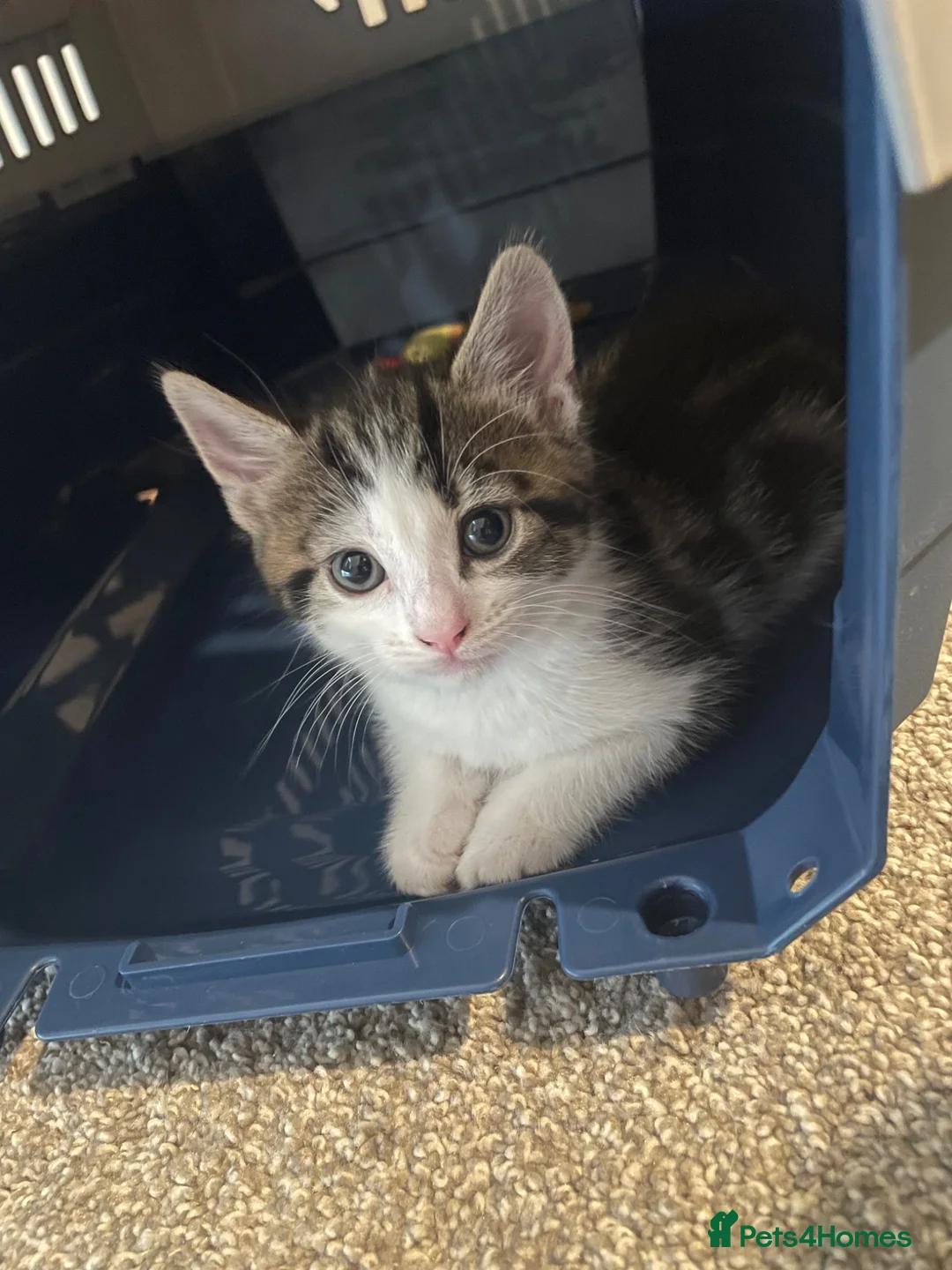 Mixed Breed cats for sale: 4 beautiful kittens ready now - Advert 13