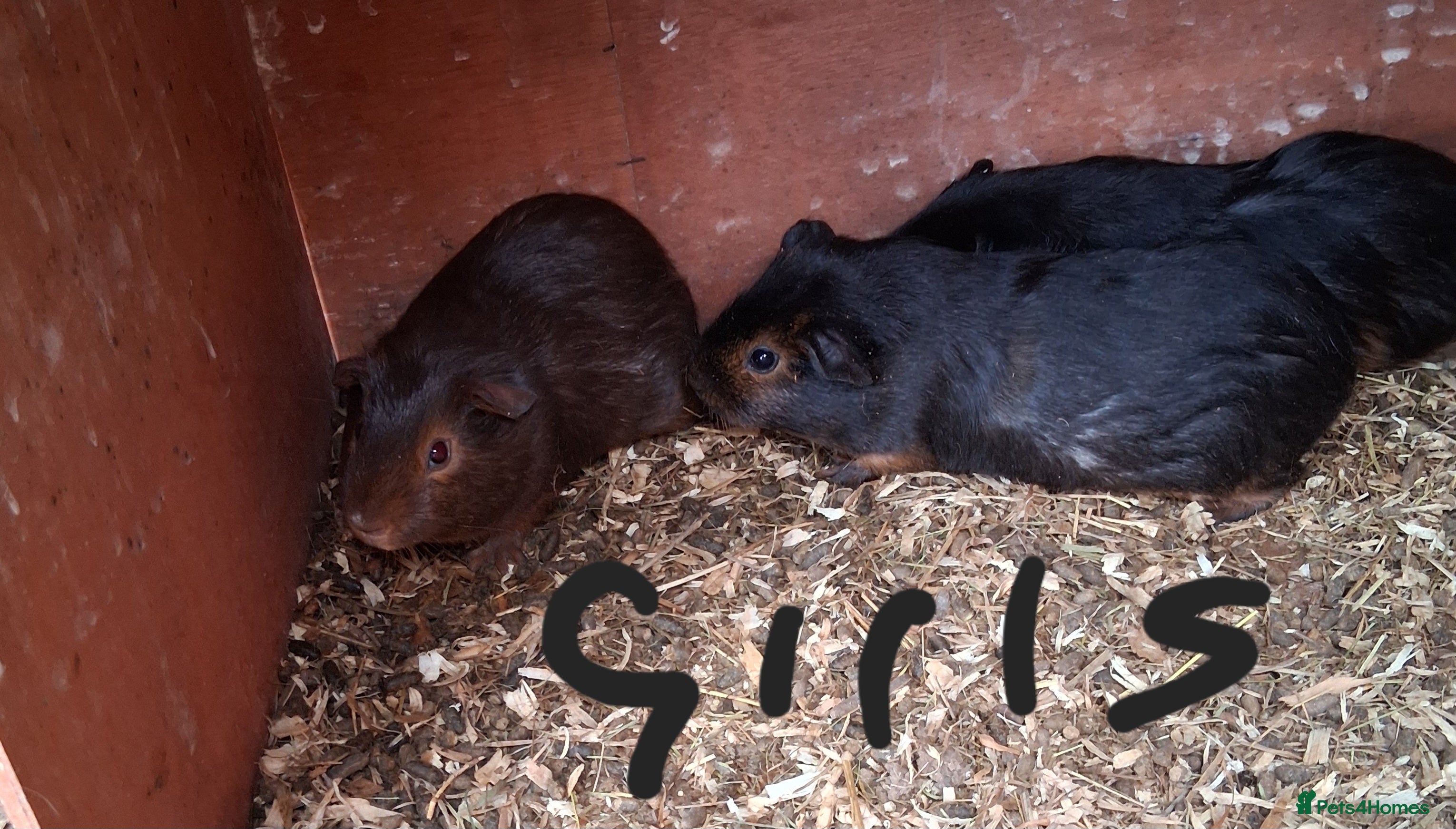 Guinea Pig rodents 13 baby guinea pigs available  - Advert 19