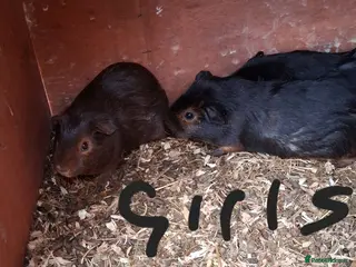 Guinea Pig rodents 13 baby guinea pigs available - Advert 19