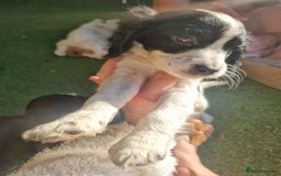 Cocker Spaniel dogs for sale: Stunning litter of cocker spaniels  - Image 4