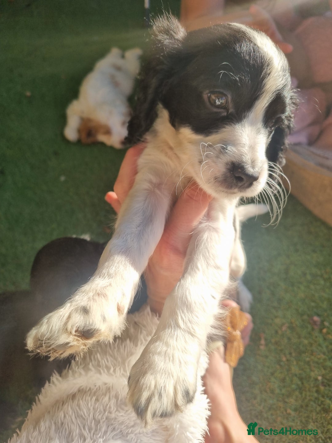 Cocker Spaniel dogs for sale: Stunning litter of cocker spaniels  - Image 4