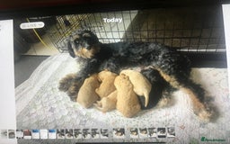 Bernedoodle dogs for sale: Rare Toy bernedoodles  - Image 14