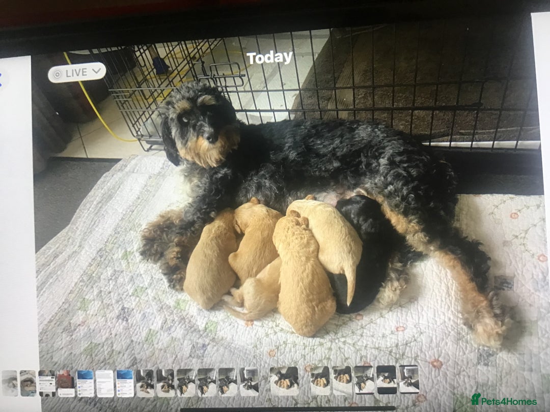 Bernedoodle dogs for sale: Rare Toy bernedoodles  - Image 14