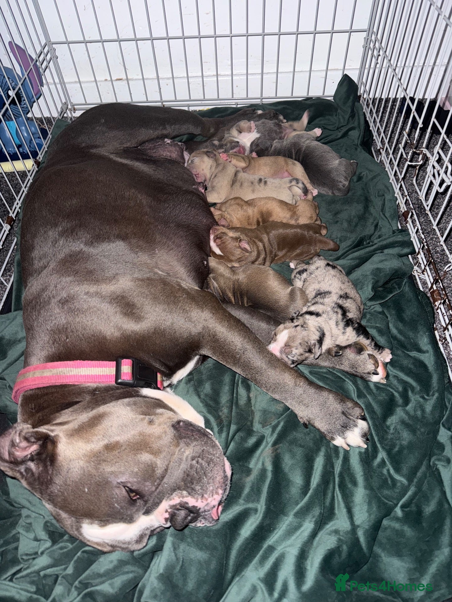 Olde English Bulldogge dogs Beautiful old English Bulldog Puppies for sale  - Advert 7