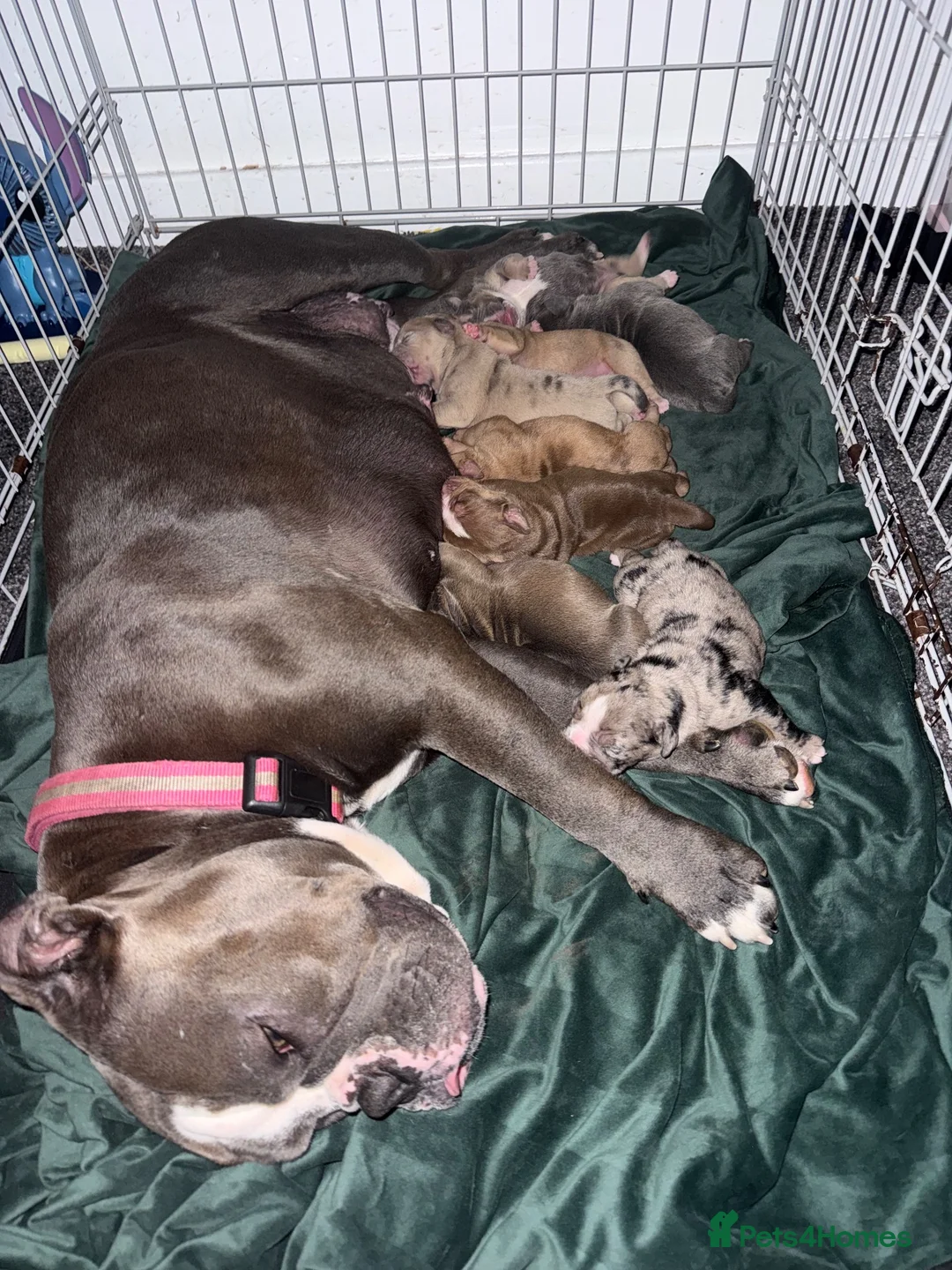 Olde English Bulldogge dogs for sale: Beautiful old English Bulldog Puppies for sale  - Advert 1
