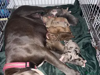 Olde English Bulldogge dogs Beautiful old English Bulldog Puppies for sale - Advert 1