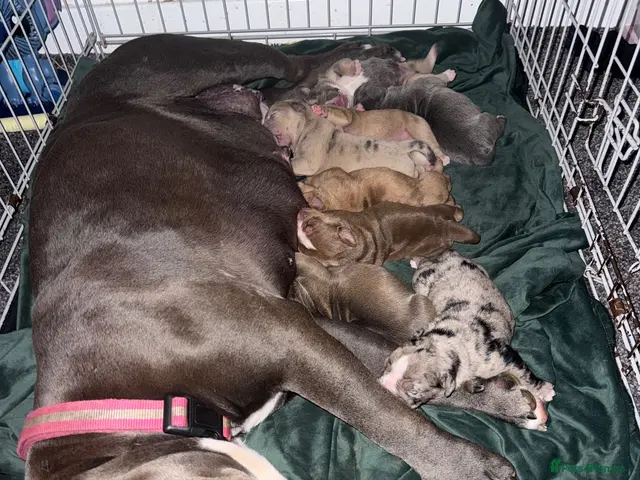 Olde English Bulldogge dogs Beautiful old English Bulldog Puppies for sale - Advert 5