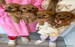Cavapoo dogs for sale: Red Cavapoo puppies  - Image 2