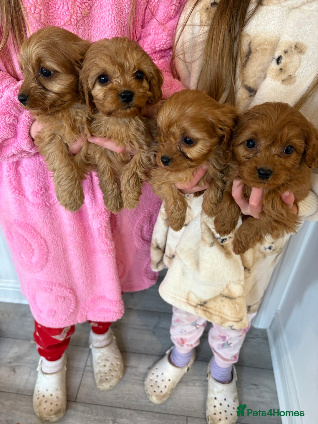 Cavapoo dogs for sale: Red Cavapoo puppies  - Image 2